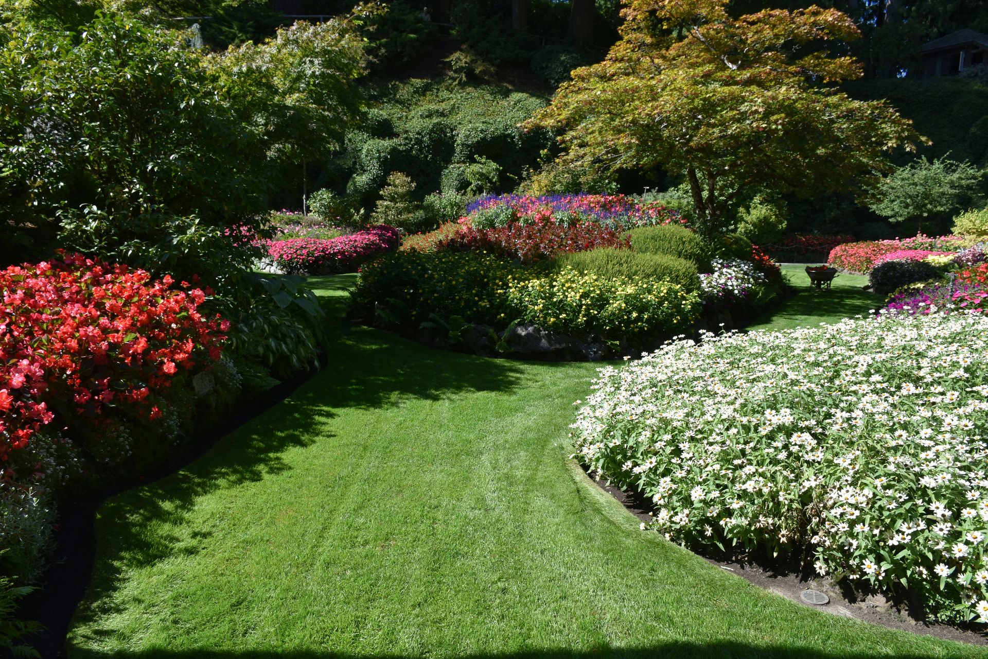 a lush green lawn with white and red flowers