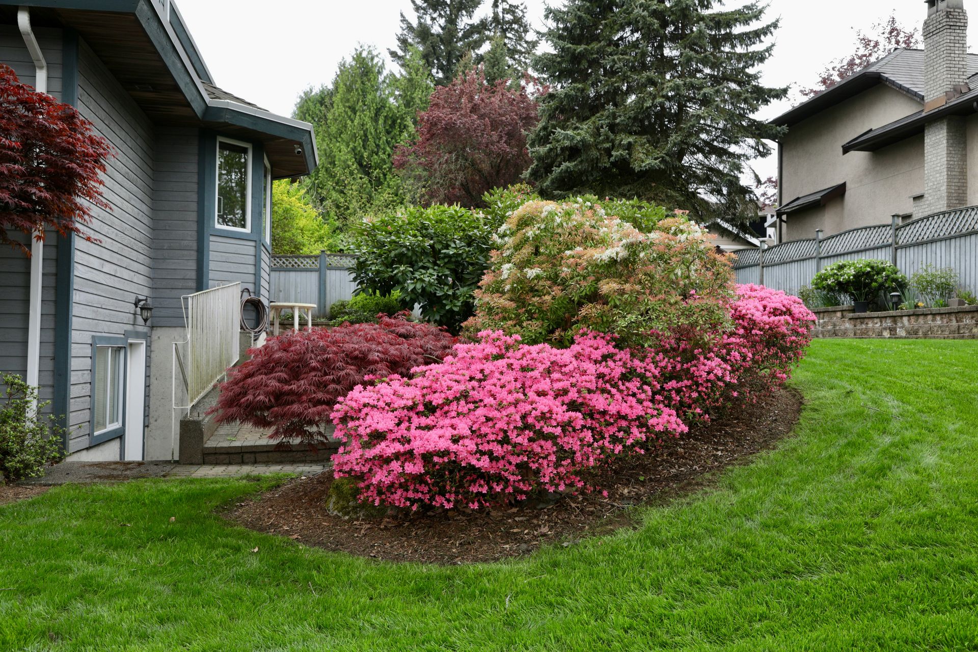 Lush garden with pink azaleas and green lawn